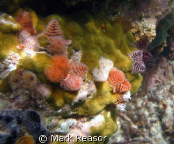 Christmas tree worms taken in the waters off St. John, US... by Mark Reasor 